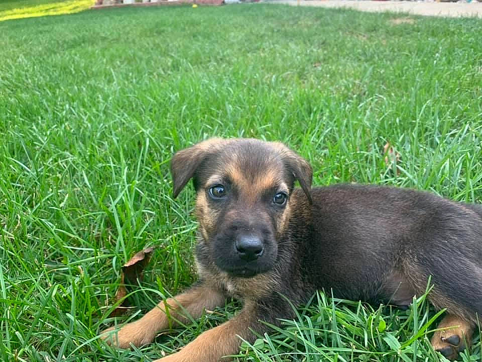 Duke joined the competition — help win amazing prizes! canidae, carnivore, companion_dog, dog, dog_breed, fawn, grass, grass_family, grassland, green, groundcover, lawn, plant, snout, sporting_group, street_dog, terrestrial_animal, tree, working_animal, working_dog