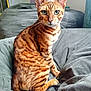 bengal_cat, cat, feline, pet, animal, indoor, cozy, blanket, gray_blanket, striped_fur, spotted_fur, whiskers, sitting, looking_at_camera, green_eyes, ears, soft_lighting, fur_texture, domestic_cat, relaxed