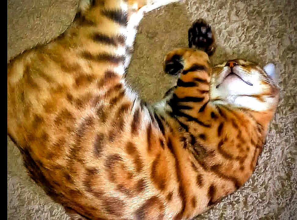 Bagheera