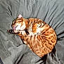 cat, spotted, orange, fur, licking, paw, curled_up, sleepy, blanket, gray, soft, indoor, pet, cozy, relaxed, animal, cute, domestic_cat, feline, resting