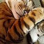 cat, sleeping, close_up, paw, striped_fur, whiskers, feline, pet, animal, resting, cute, soft, cozy, domestic_cat, fur_pattern, relaxed, indoor, mammal, nap, peaceful