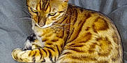 Bagheera is registered to the contest to win money with this photo: bengal_cat, cat, feline, pet, animal, spotted_fur, golden_brown, striped, whiskers, ears, tail, paws, blanket, gray_background, resting, curled_up, indoor, domestic_cat, fur_pattern, relaxed