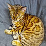 bengal_cat, cat, feline, pet, animal, spotted_fur, golden_brown, striped, whiskers, ears, tail, paws, blanket, gray_background, resting, curled_up, indoor, domestic_cat, fur_pattern, relaxed