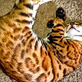 Savannah L.