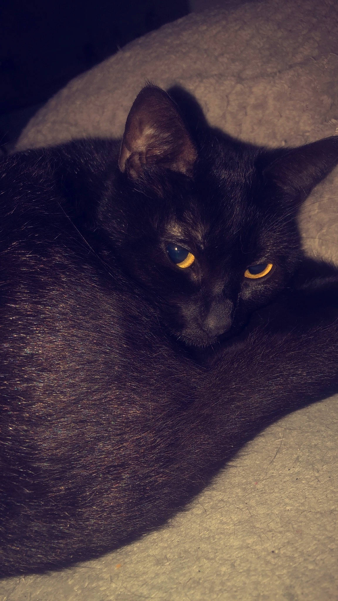 Kitty a rejoint le concours — aidez-le/la à gagner de superbes lots ! black_cat, carnivore, cat, comfort, domestic_short_haired_cat, electric_blue, felidae, fur, grey, small_to_medium_sized_cats, snout, tail, terrestrial_animal, tints_and_shades, whiskers