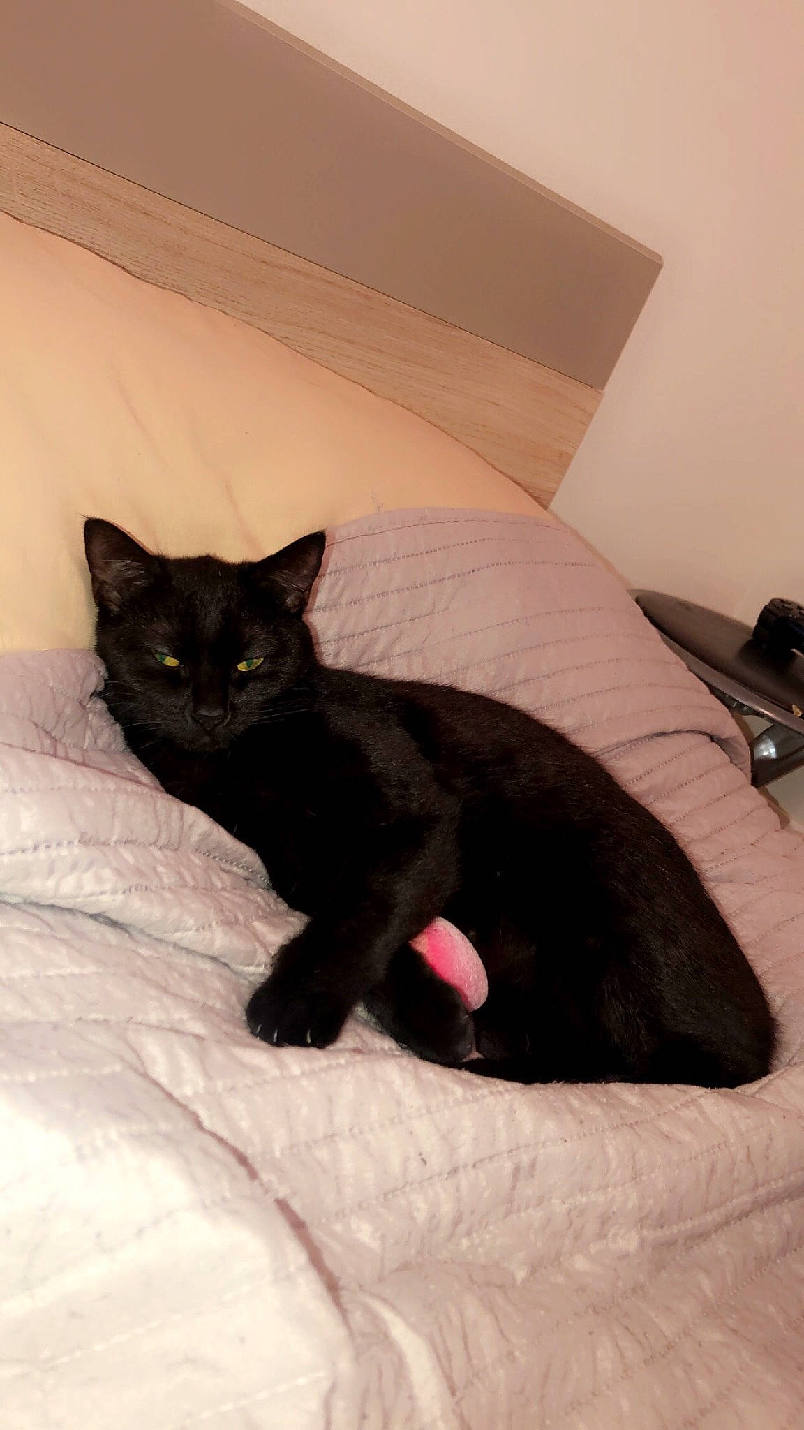 Kitty a rejoint le concours — aidez-le/la à gagner de superbes lots ! black_cat, bombay, carnivore, cat, cat_supply, claw, comfort, domestic_short_haired_cat, felidae, fur, linens, room, small_to_medium_sized_cats, tail, terrestrial_animal, whiskers