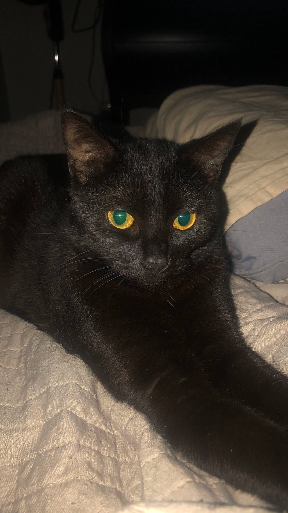 Kitty participe au concours pour gagner de l'argent avec cette photo : black_cat, carnivore, cat, comfort, domestic_short_haired_cat, felidae, fur, grey, small_to_medium_sized_cats, whiskers