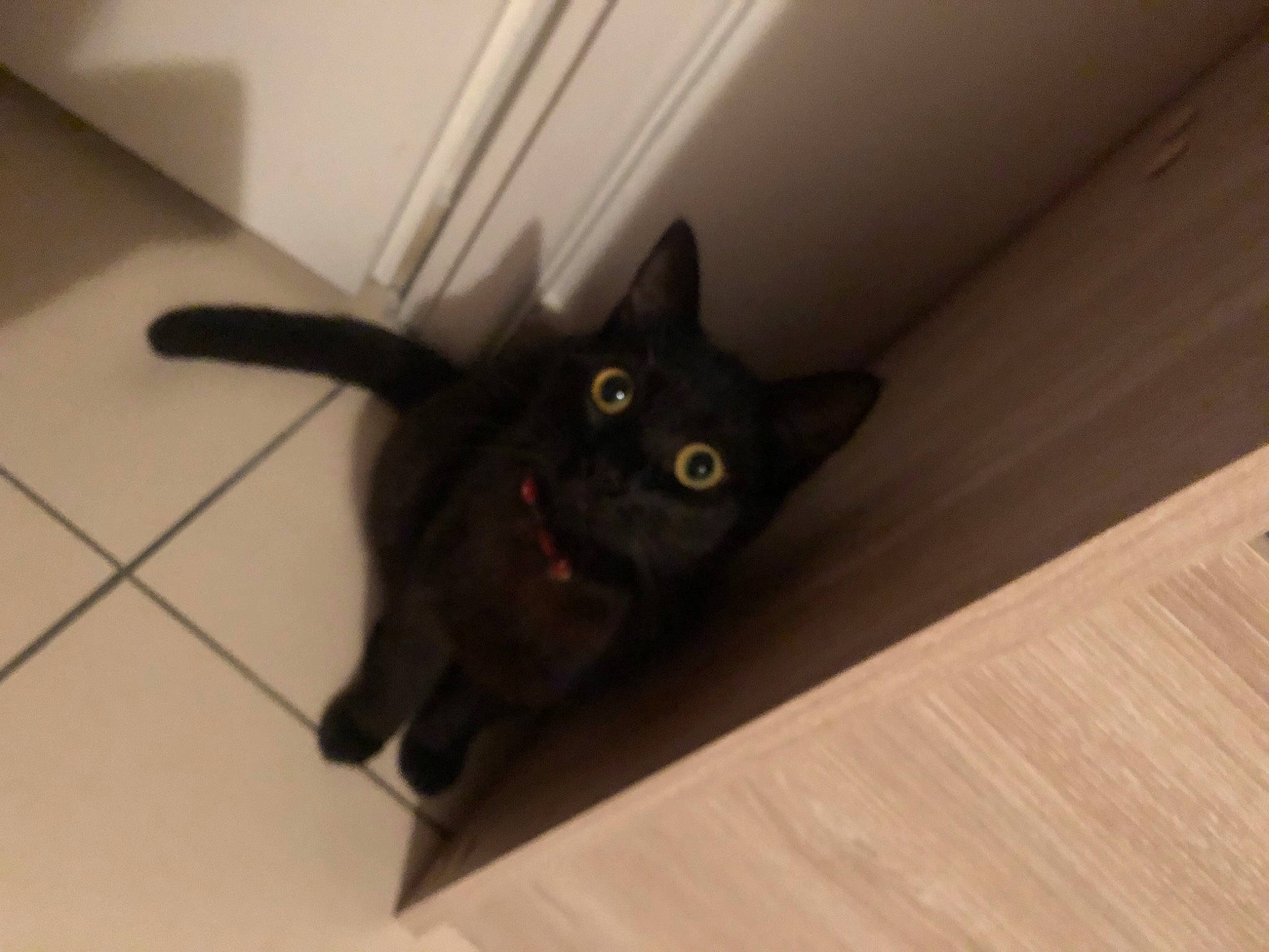 Kitty participe au concours pour gagner de l'argent avec cette photo : black_cat, carnivore, cat, claw, domestic_short_haired_cat, felidae, floor, flooring, fur, grey, hardwood, plank, plywood, room, small_to_medium_sized_cats, tail, varnish, whiskers, wood, wood_stain