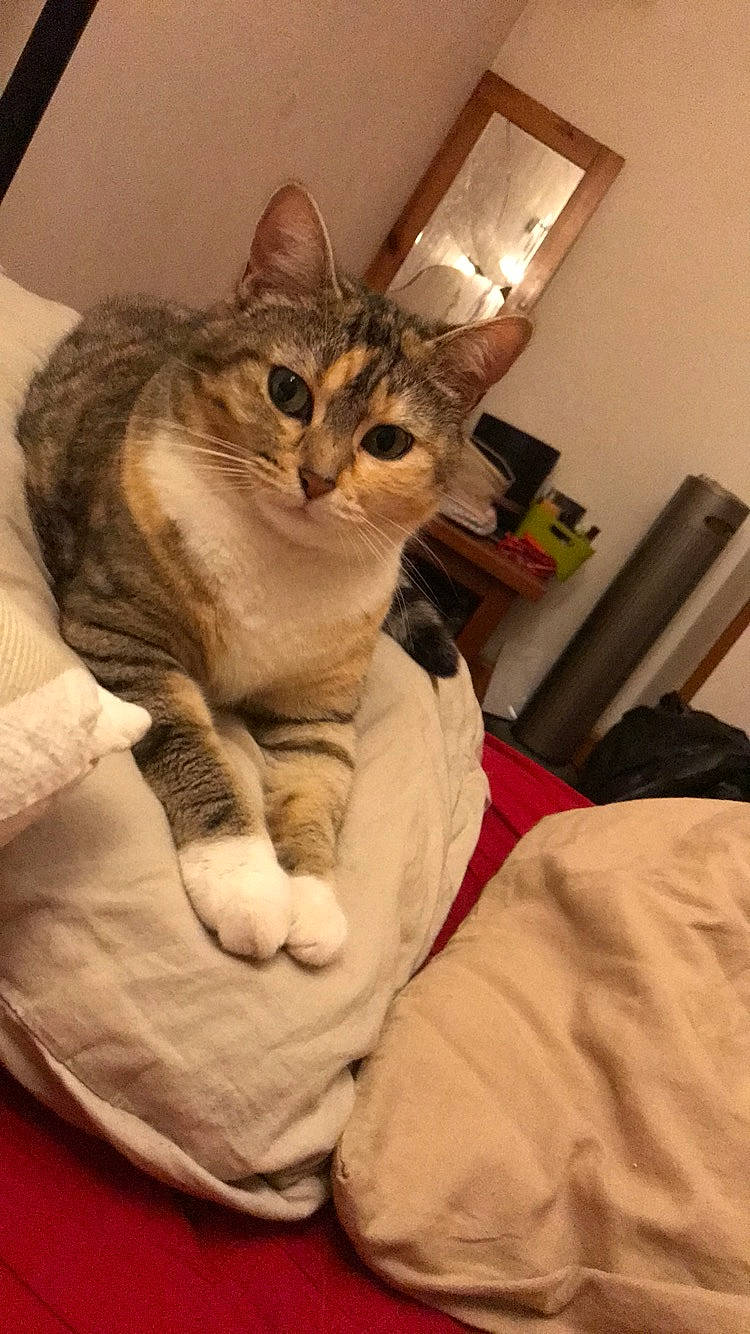 Eve a rejoint le concours — aidez-le/la à gagner de superbes lots ! bed, carnivore, cat, comfort, domestic_short_haired_cat, ear, eye, fawn, felidae, fur, gesture, head, linens, paw, small_to_medium_sized_cats, snout, tail, textile, whiskers, wood