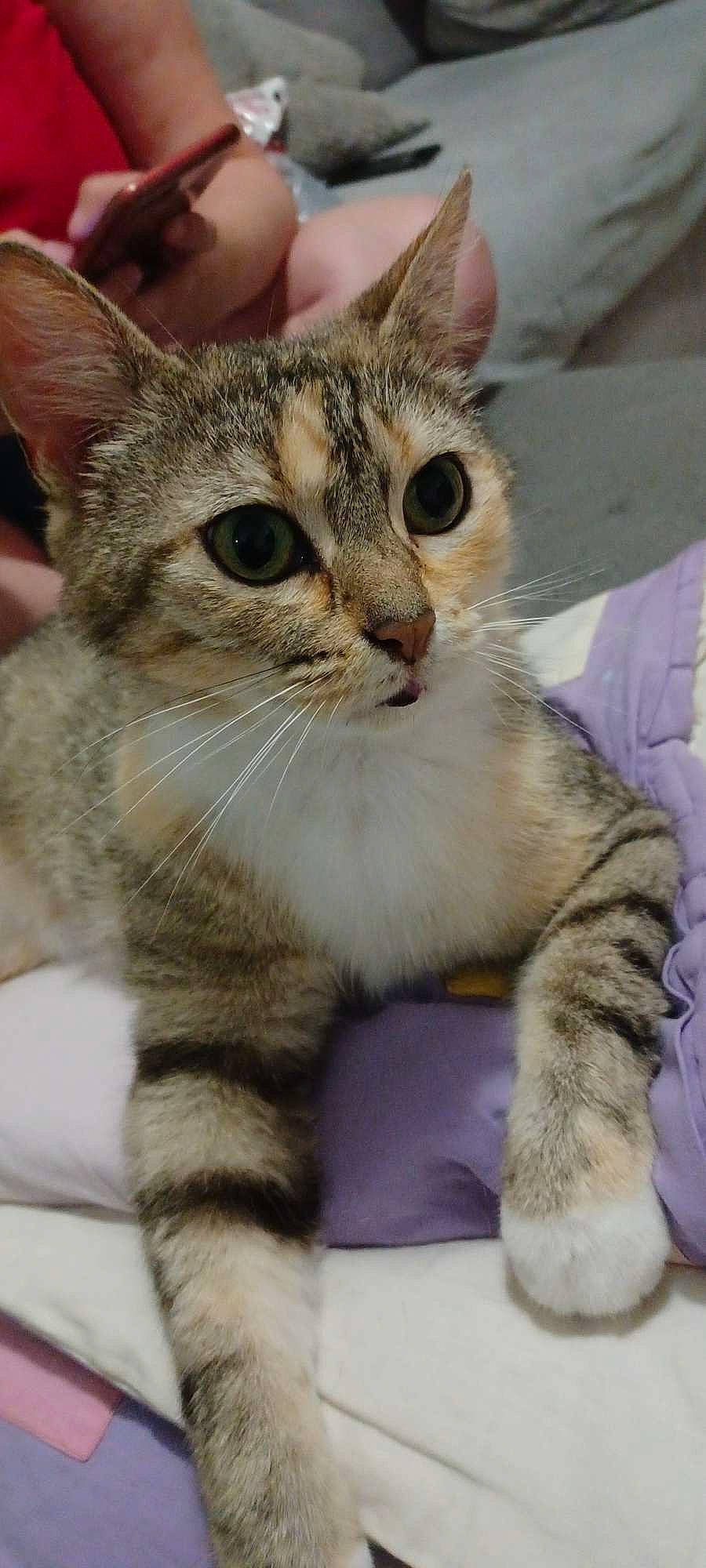 Eve a rejoint le concours — aidez-le/la à gagner de superbes lots ! carnivore, cat, claw, domestic_short_haired_cat, felidae, fur, paw, photography, small_to_medium_sized_cats, snout, terrestrial_animal, whiskers, wildlife, window