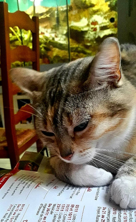 Eve participe au concours pour gagner de l'argent avec cette photo : carnivore, cat, claw, domestic_short_haired_cat, felidae, fur, grass, handwriting, paw, photo_caption, publication, sitting, small_to_medium_sized_cats, snout, whiskers, wildlife