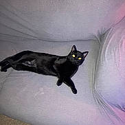 Link joined the competition — help win amazing prizes! animal, black_cat, carpet, cat, couch, cozy, cute, domestic_animal, ears, eyes, fur, furniture, home, indoor, lying_down, pet, relaxing, resting, sleepy, whiskers