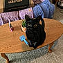 Link joined the competition — help win amazing prizes! animal, black_cat, blanket, brush, carpet, cat, couch, cozy, curious, eyes, furniture, home, indoor, living_room, pet, plant, small_plant, succulent, table, wooden_table
