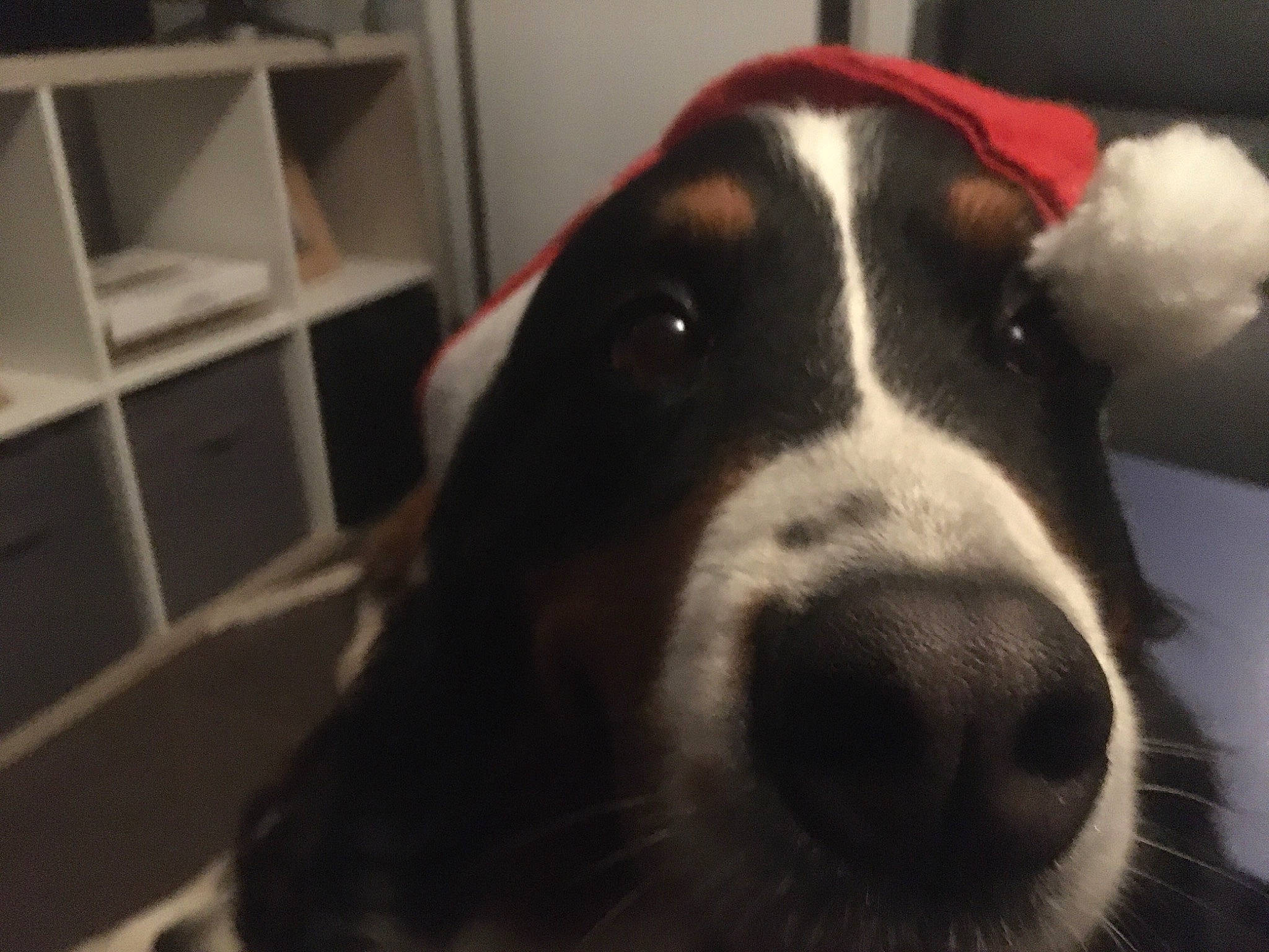 Lady participe au concours pour gagner de l'argent avec cette photo : borador, bored, canidae, carnivore, companion_dog, dog, dog_breed, fur, gun_dog, non_sporting_group, shelf, shelving, snout, terrestrial_animal, whiskers, working_animal, working_dog