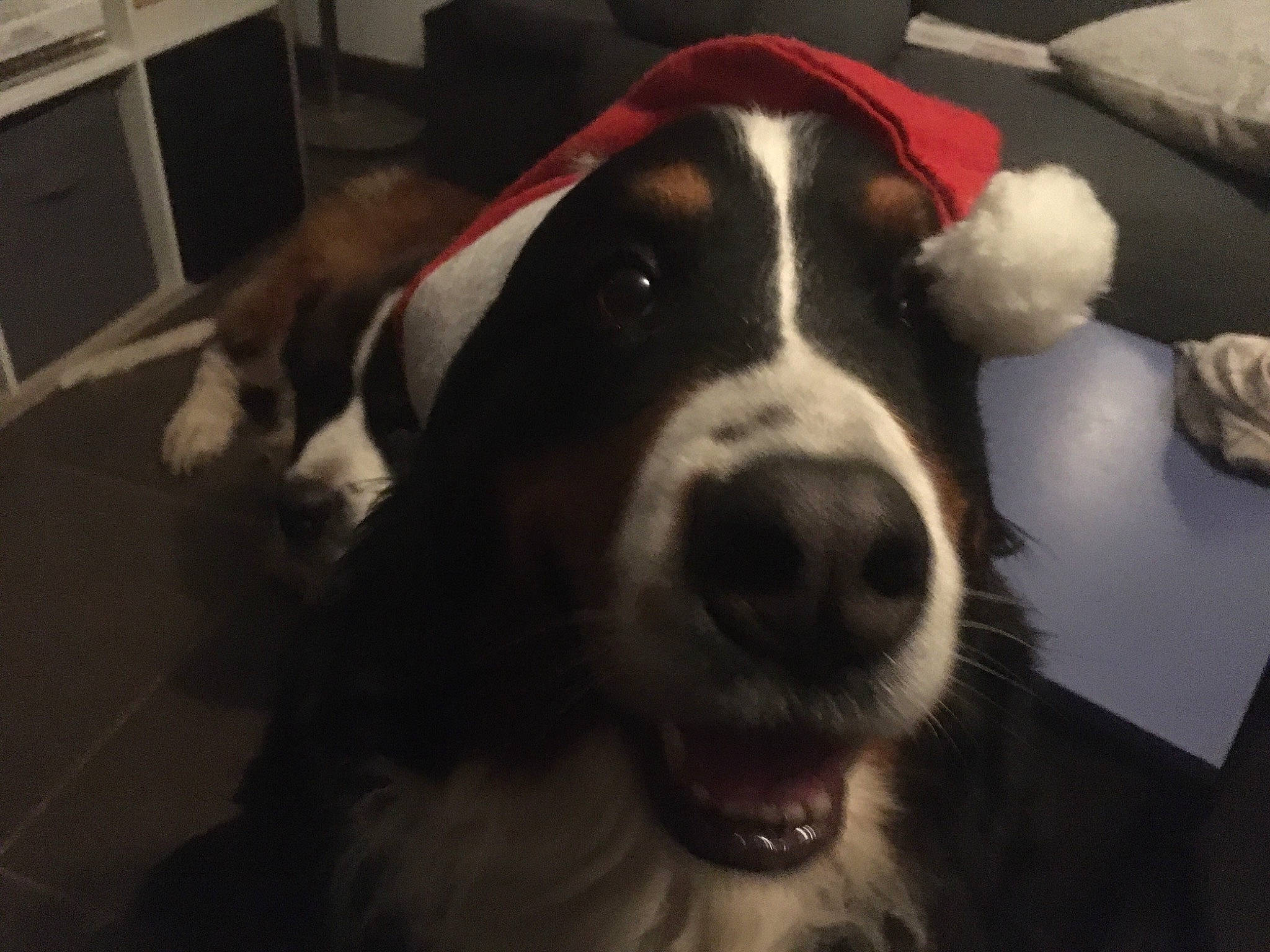 Lady a rejoint le concours — aidez-le/la à gagner de superbes lots ! bored, canidae, carnivore, collar, comfort, companion_dog, dog, dog_breed, ear, fur, gun_dog, head, snout, sporting_group, terrestrial_animal, whiskers, working_animal, working_dog