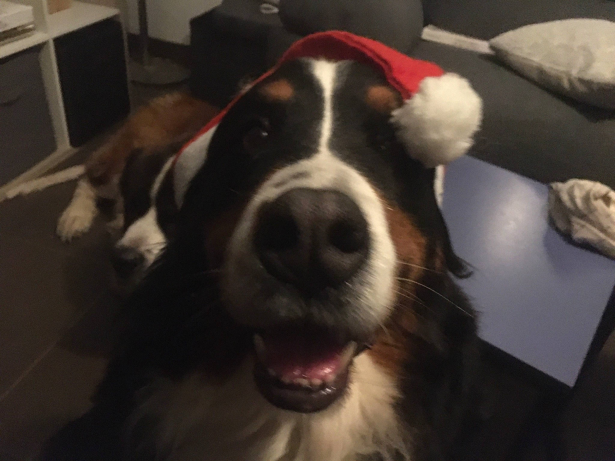 Lady participe au concours pour gagner de l'argent avec cette photo : bored, canidae, carnivore, companion_dog, dog, dog_breed, ear, fang, flooring, fur, giant_dog_breed, home_appliance, jaw, kitchen_appliance, snout, sporting_group, terrestrial_animal, whiskers, working_animal, working_dog