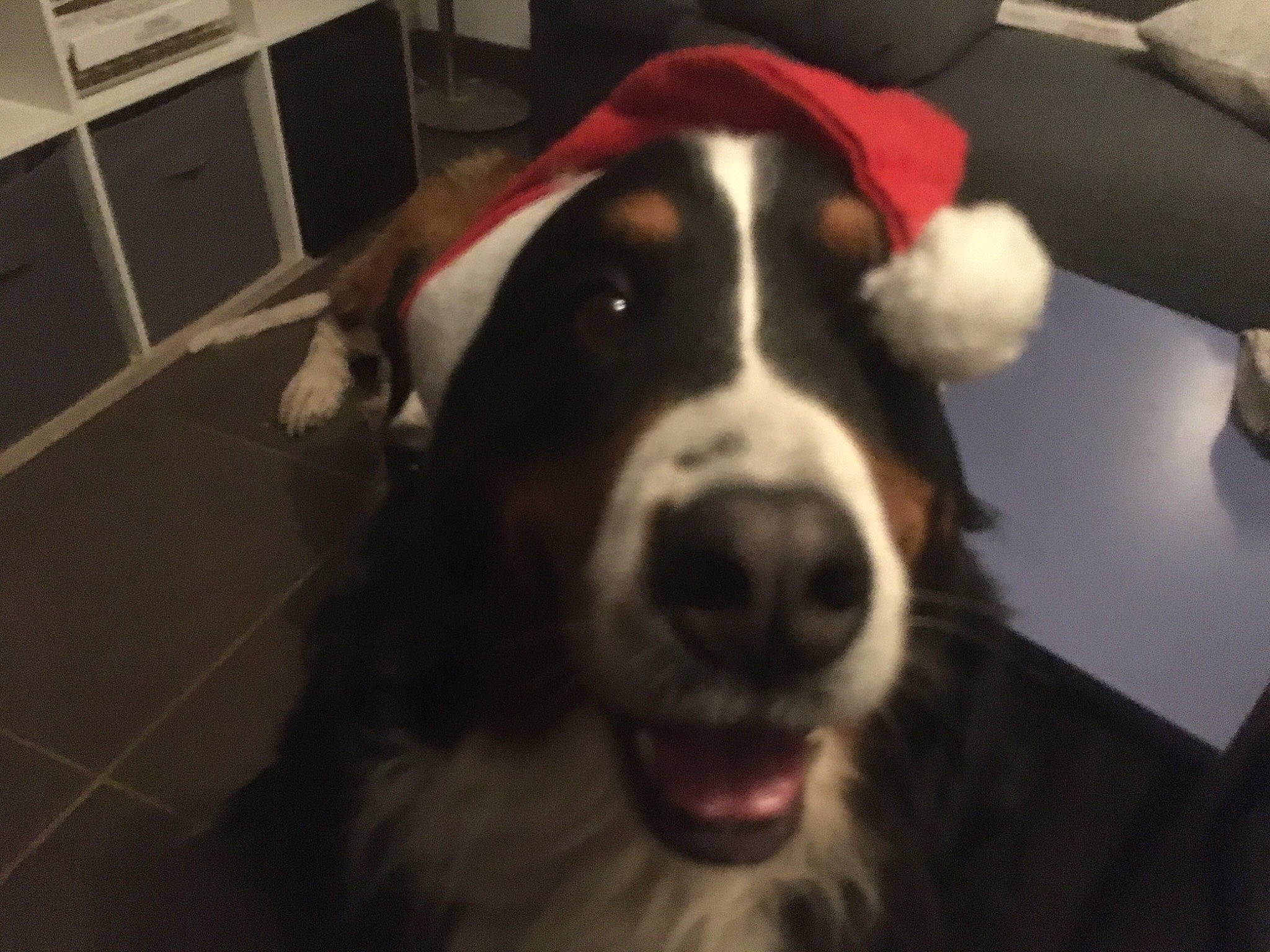 Lady participe au concours pour gagner de l'argent avec cette photo : borador, bored, carnivore, companion_dog, dog, dog_breed, drawer, flooring, fur, giant_dog_breed, gun_dog, hardwood, mammal, shelf, snout, sporting_group, terrestrial_animal, whiskers, working_animal, working_dog