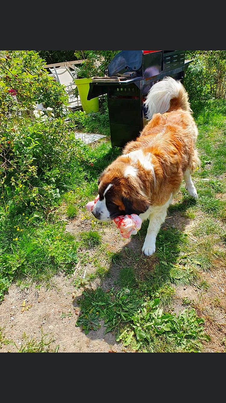 Dolie a rejoint le concours — aidez-le/la à gagner de superbes lots ! canidae, carnivore, chair, collar, companion_dog, dog, dog_breed, fawn, fur, grass, groundcover, liver, plant, sporting_group, tail, terrestrial_animal, tree, working_dog