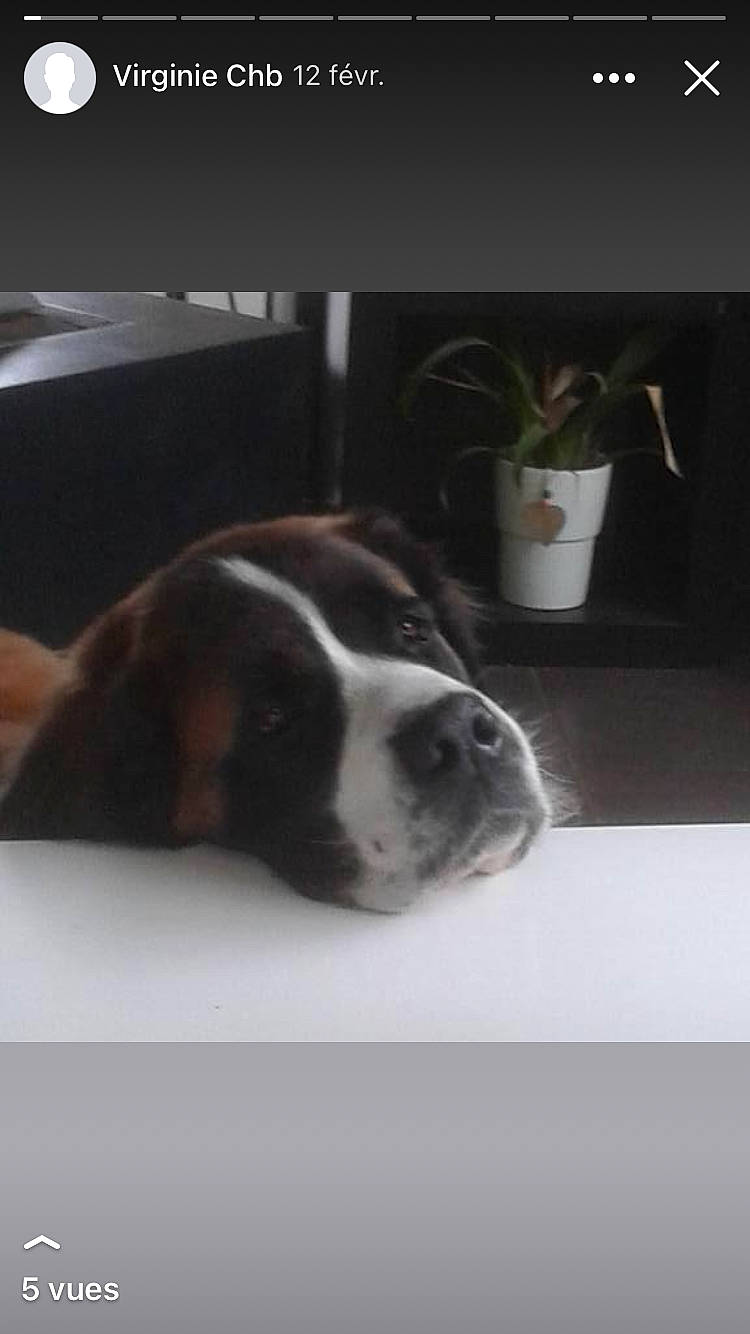 Dolie a rejoint le concours — aidez-le/la à gagner de superbes lots ! bored, carnivore, cloud, comfort, companion_dog, couch, dog, dog_breed, flooring, flowerpot, hardwood, houseplant, metal, paw, plant, room, square, whiskers, window, working_animal