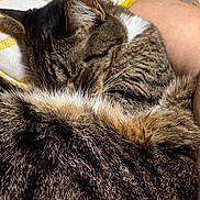Molly Marie is registered to the contest to win money with this photo: animal, arm, bed, blanket, brown_fur, cat, closed_eyes, cozy, cuddling, curled_up, domestic_cat, furry, indoors, person, pet, sleeping, striped_fur, tabby_cat, tattoo, whiskers