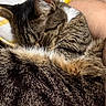 animal, arm, bed, blanket, brown_fur, cat, closed_eyes, cozy, cuddling, curled_up, domestic_cat, furry, indoors, person, pet, sleeping, striped_fur, tabby_cat, tattoo, whiskers