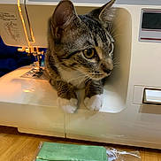 Maggie Mae is registered to the contest to win money with this photo: animal, cat, close_up, crafting, cute, ears, fabric, face_masks, fur, green, home, indoors, paws, pet, portrait, sewing, sewing_machine, tabby_cat, whiskers, wooden_floor
