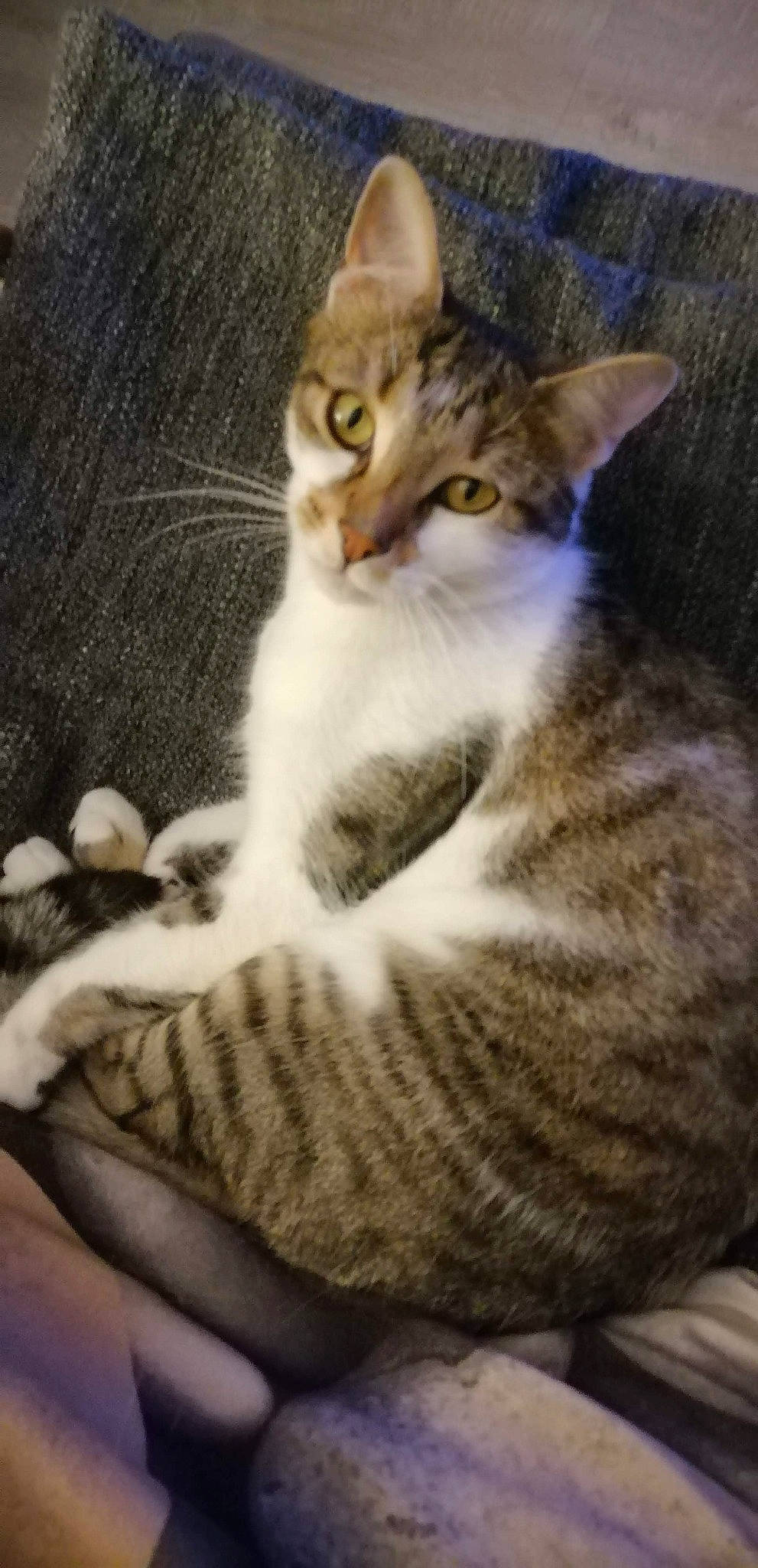 Mimou a rejoint le concours — aidez-le/la à gagner de superbes lots ! art, carnivore, cat, claw, comfort, domestic_short_haired_cat, eye, felidae, fur, paw, photo_caption, sitting, small_to_medium_sized_cats, snout, tail, terrestrial_animal, tree, whiskers, wildlife