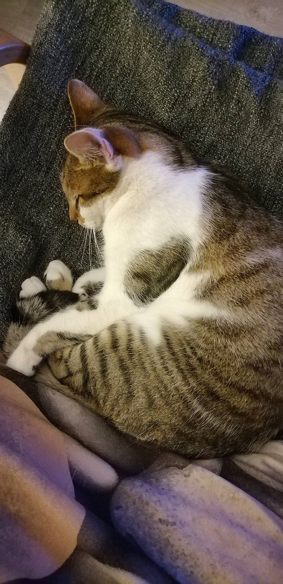 Mimou participe au concours pour gagner de l'argent avec cette photo : art, carnivore, cat, comfort, domestic_short_haired_cat, eye, fawn, felidae, fur, grass, head, human_body, paw, small_to_medium_sized_cats, snout, tail, tree, vertebrate, whiskers, window