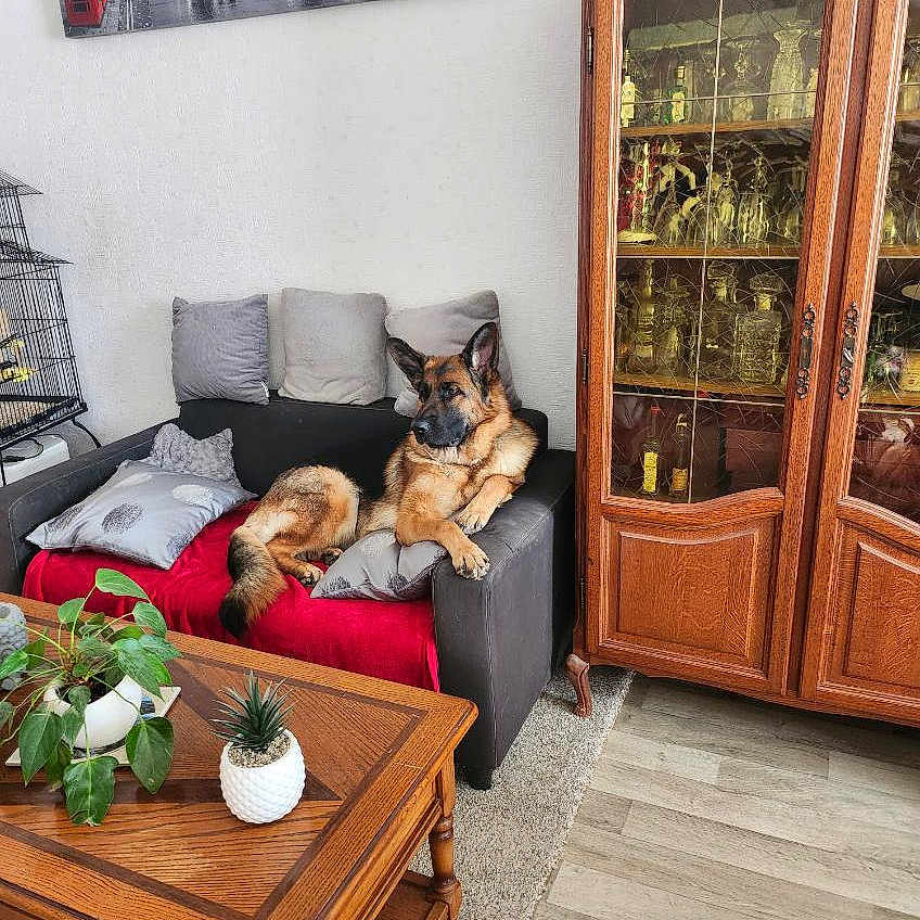 Urianna participe au concours pour gagner de l'argent avec cette photo : blanket, canine, carpet, cozy, cushion, decor, dog, floor, furniture, german_shepherd, glass_cabinet, houseplant, indoor, living_room, pet, pillow, plant, relaxed, sofa, wooden_table