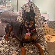 Presley joined the competition — help win amazing prizes! dog, miniature_pinscher, pet, collar, tag, blanket, couch, living_room, window, curtains, floor, wooden_boxes, side_table, lamp, fur, ears, paws, indoor, relaxed, looking_at_camera