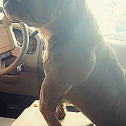 Cocoa joined the competition — help win amazing prizes! animal, bright, canine, car, car_seat, close_up, dashboard, dog, glow, indoor, muscular, paw, pet, seat, shadow, side_view, steering_wheel, sunlight, vehicle, window