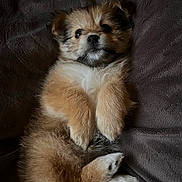 Suhara joined the competition — help win amazing prizes! puppy, dog, fluffy, cute, lying_down, paws, pet, animal, fur, blanket, cozy, relaxed, small_dog, indoors, young, mammal, adorable, canine, resting, soft