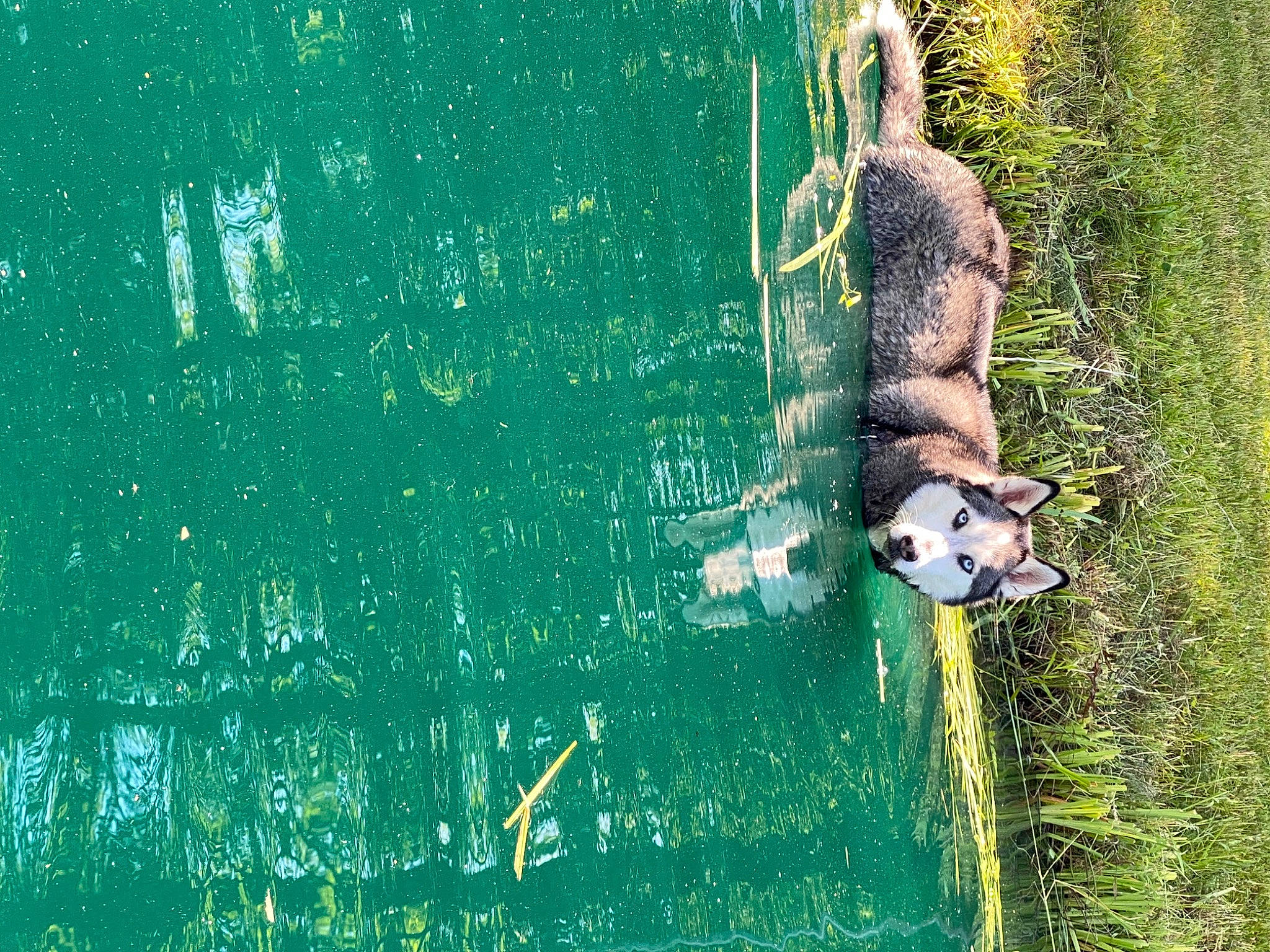 Bentley joined the competition — help win amazing prizes! art, canidae, carnivore, companion_dog, dog, dog_breed, font, fun, grass, grass_family, happy, leisure, people_in_nature, plant, recreation, sporting_group, tail, tree, wildlife, window