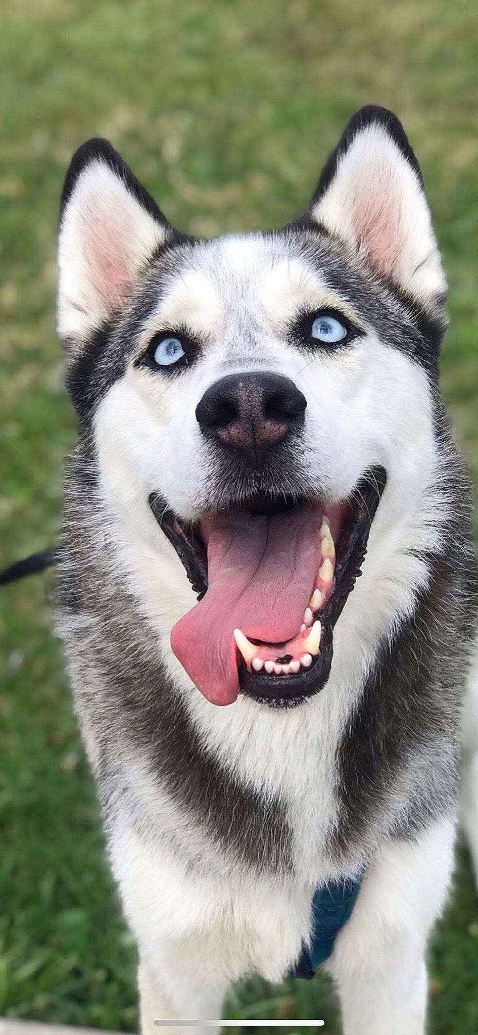 Bentley is registered to the contest to win money with this photo: art, canidae, carnivore, companion_dog, dog, dog_breed, fang, fur, grass, jaw, light, non_sporting_group, plant, siberian_husky, snout, sporting_group, terrestrial_animal, whiskers, working_animal, working_dog