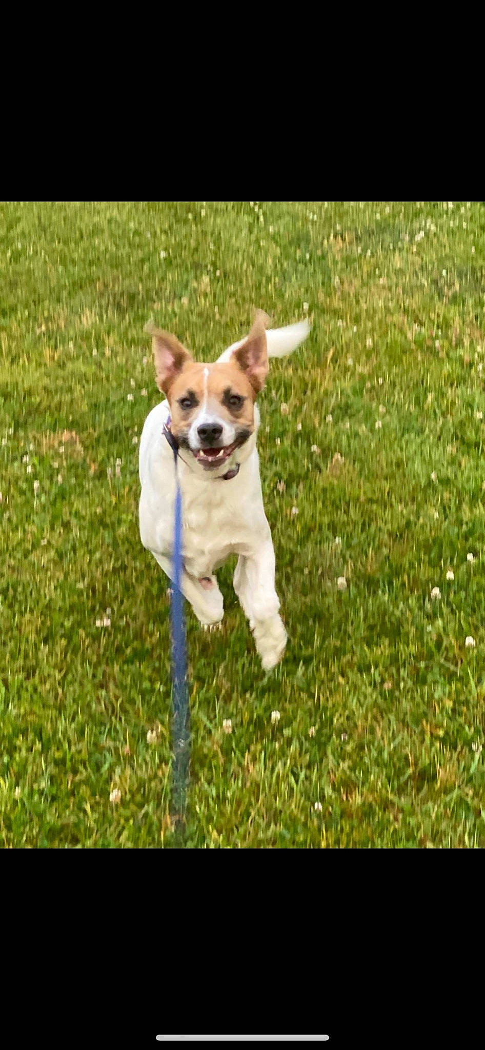 Sky is registered to the contest to win money with this photo: canidae, carnivore, chihuahua, companion_dog, dog, dog_breed, dog_collar, dog_supply, fawn, grass, grassland, lure_coursing, plant, snout, tail, terrestrial_animal, terrier, toy_dog, whiskers, working_animal