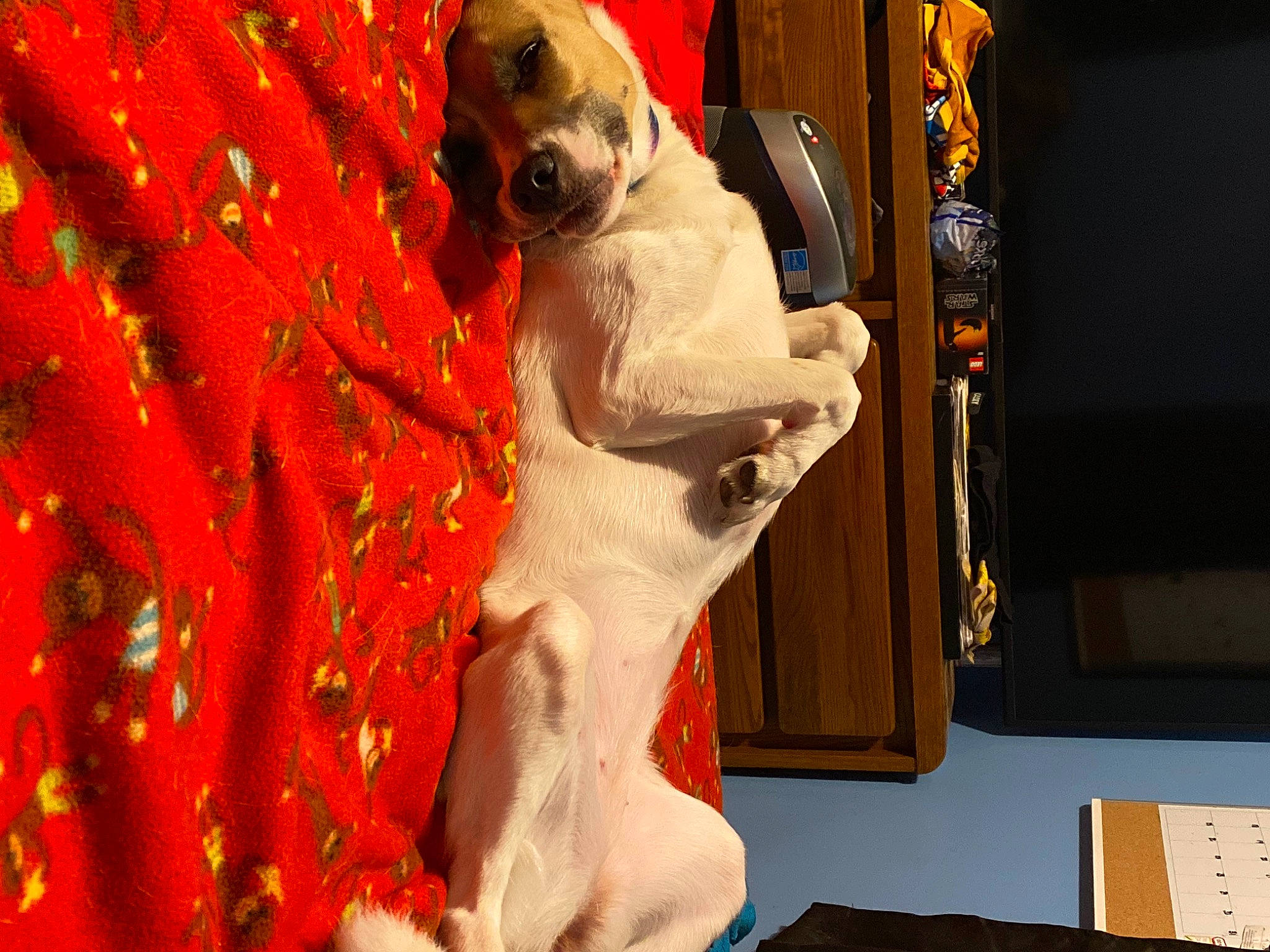 Sky joined the competition — help win amazing prizes! art, canidae, carnivore, companion_dog, dog, dog_breed, event, fawn, fictional_character, flooring, fur, peach, petal, sculpture, snout, sporting_group, statue, tail, visual_arts, working_animal