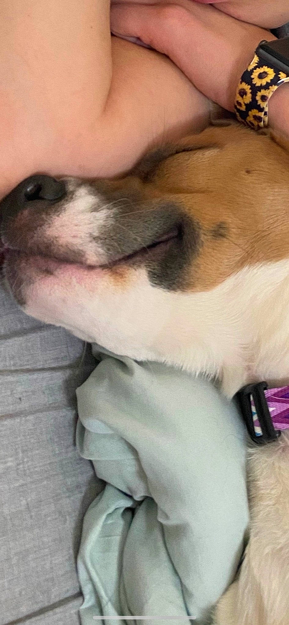 Sky joined the competition — help win amazing prizes! bulldog, canidae, carnivore, collar, comfort, companion_dog, dog, dog_breed, dog_collar, ear, fawn, fur, jaw, paw, snout, sporting_group, tail, whiskers, working_animal, wrinkle