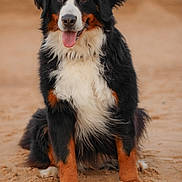 Ouna a rejoint le concours — aidez-le/la à gagner de superbes lots ! animal, beach, bernese_mountain_dog, black, brown, canine, closeup, cute, dog, fluffy, friendly, fur, mammal, nature, outdoor, pet, portrait, sand, sitting, tongue