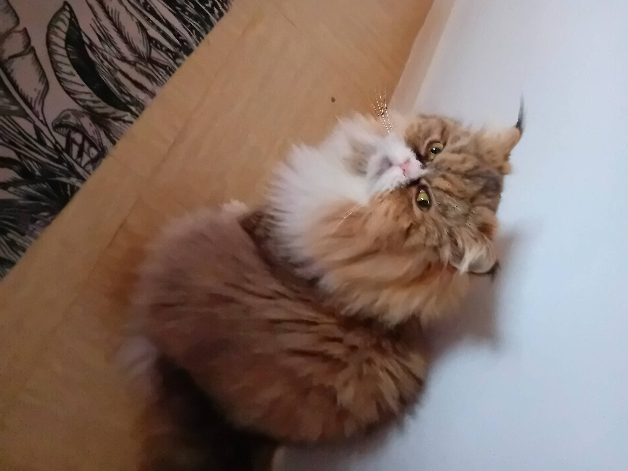 Gargamelle a rejoint le concours — aidez-le/la à gagner de superbes lots ! british_longhair, canidae, carnivore, cat, comfort, companion_dog, dog_breed, fawn, felidae, flooring, fur, hardwood, liver, paw, small_to_medium_sized_cats, snout, tail, terrestrial_animal, whiskers, wood