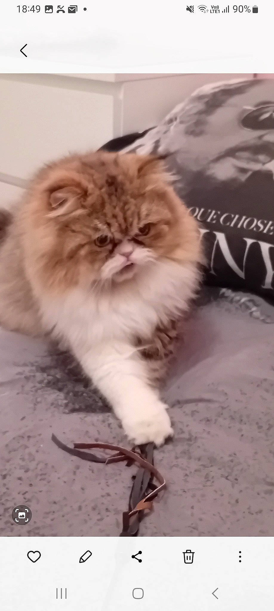 Gargamelle participe au concours pour gagner de l'argent avec cette photo : british_longhair, carnivore, cat, claw, comfort, fawn, felidae, flooring, fur, hardwood, paw, persian, small_to_medium_sized_cats, tail, terrestrial_animal, whiskers, wood