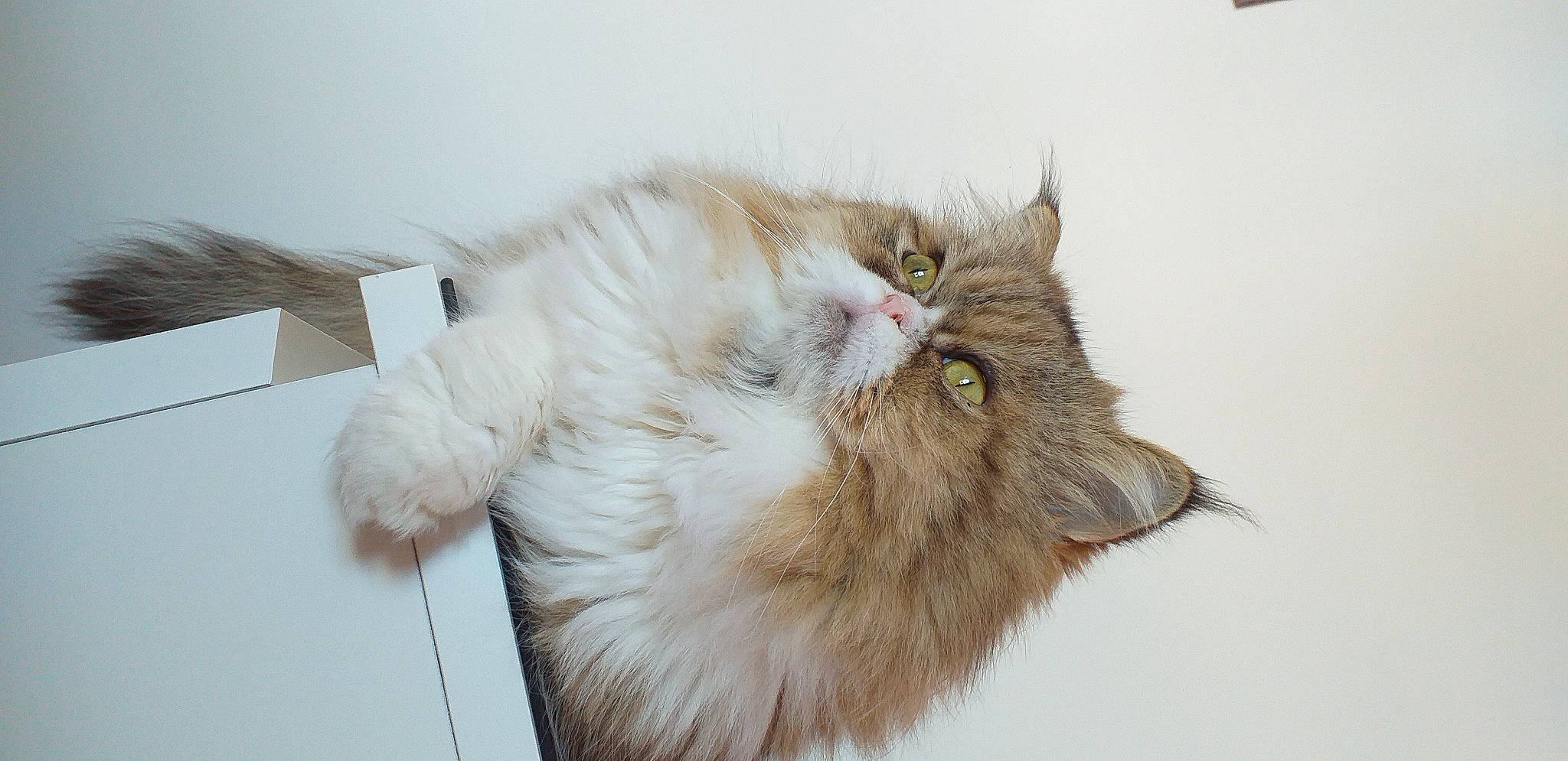 Gargamelle participe au concours pour gagner de l'argent avec cette photo : british_longhair, carnivore, cat, claw, comfort, fawn, felidae, fur, paw, persian, small_to_medium_sized_cats, snout, tail, terrestrial_animal, whiskers