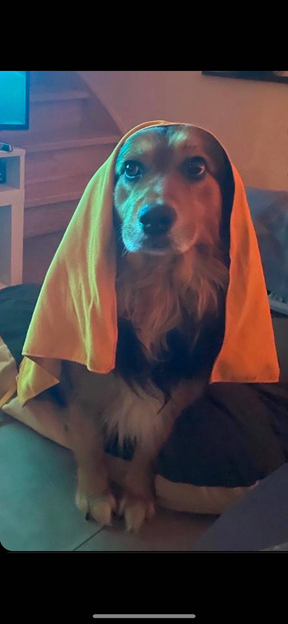 Paco a rejoint le concours — aidez-le/la à gagner de superbes lots ! canidae, carnivore, comfort, companion_dog, dog, dog_breed, dog_supply, drawer, electric_blue, fawn, fur, gun_dog, hound, hunting_dog, liver, pet_supply, snout, sporting_group, whiskers, working_animal