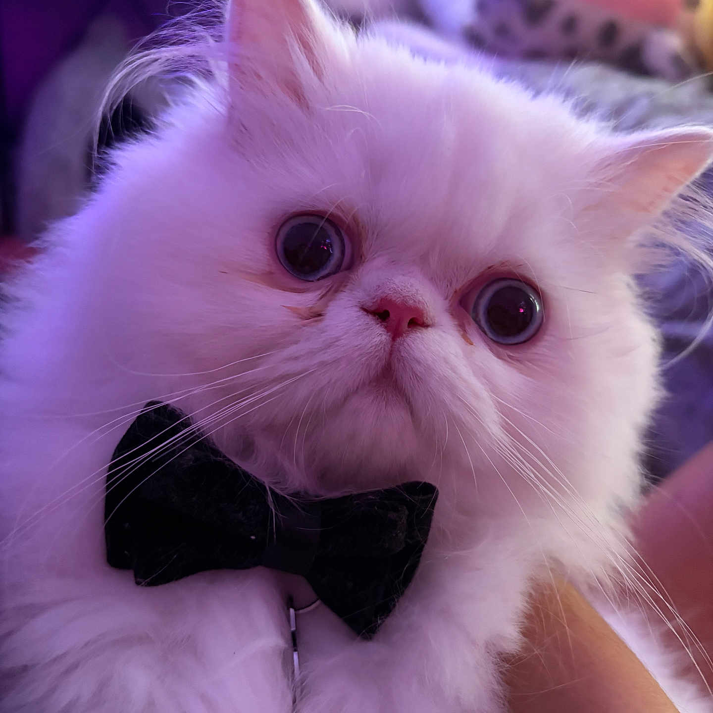 Klaus joined the competition — help win amazing prizes! cat, fluffy, white, pet, bow_tie, close_up, indoor, purple_lighting, big_eyes, cute, animal, portrait, feline, whiskers, ears, soft_fur, domestic_cat, adorable, looking_at_camera, mammal