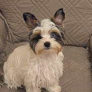 Aston participe au concours pour gagner de l'argent avec cette photo : dog, pet, fluffy, white_fur, black_fur, brown_fur, blue_eye, sitting, couch, indoor, ears_up, portrait, curly_fur, small_dog, animal, companion, cute, furry, looking_at_camera, quilted_couch