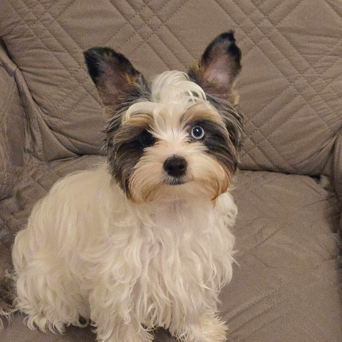 Aston participe au concours pour gagner de l'argent avec cette photo : animal, black_fur, blue_eye, brown_fur, companion, couch, curly_fur, cute, dog, ears_up, fluffy, furry, indoor, looking_at_camera, pet, portrait, quilted_couch, sitting, small_dog, white_fur