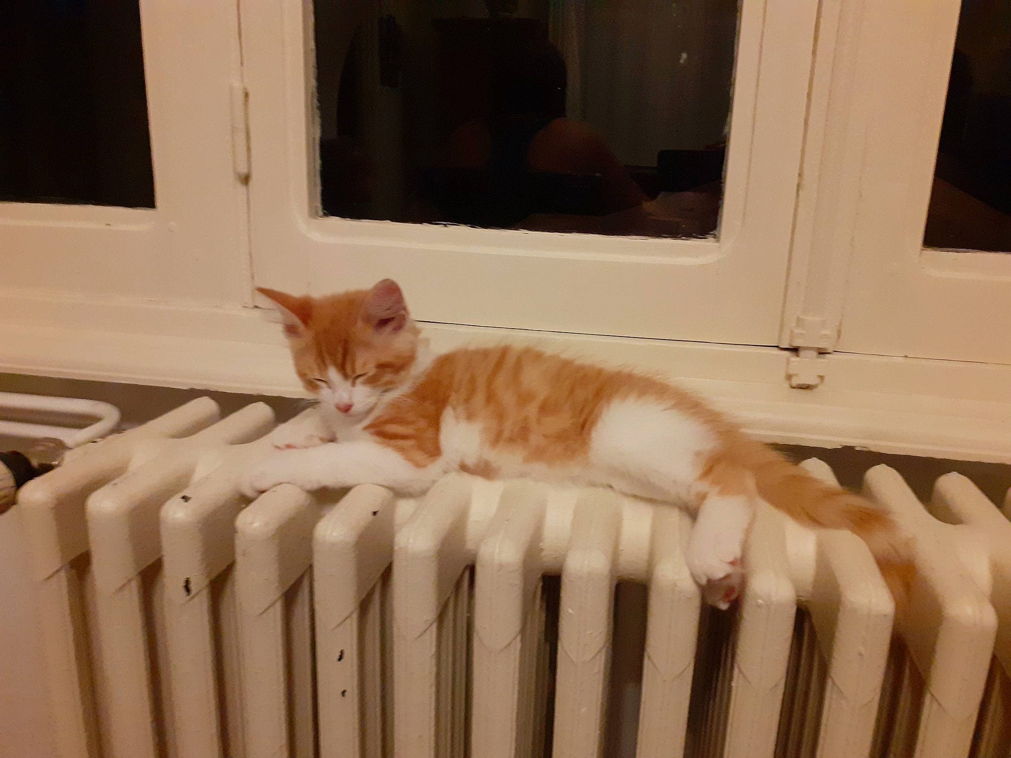 Marcel a rejoint le concours — aidez-le/la à gagner de superbes lots ! animal_shelter, baluster, carnivore, cat, comfort, domestic_short_haired_cat, door, felidae, floor, flooring, fur, handrail, hardwood, picture_frame, room, small_to_medium_sized_cats, tail, whiskers, window, wood