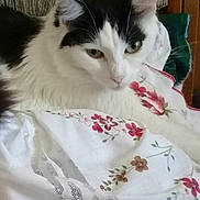 Loulou participe au concours pour gagner de l'argent avec cette photo : cat, black_and_white_cat, fluffy, pet, animal, face, eyes, ears, whiskers, fur, sitting, blanket, floral_pattern, fabric, chair, indoor, cozy, portrait, looking_at_camera, home