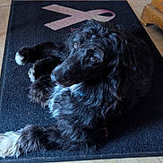 Boots is registered to the contest to win money with this photo: animal, black_dog, canine, companion, cozy, curious, cute, dog, domestic, floor, fur, home, indoor, looking_up, lying_down, mat, pet, pink_ribbon, relaxed, white_paws