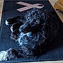 dog, black_dog, white_paws, lying_down, indoor, mat, pink_ribbon, fur, pet, animal, floor, cozy, looking_up, cute, companion, canine, relaxed, home, domestic, curious