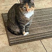 Mittens joined the competition — help win amazing prizes! cat, tabby_cat, striped_rug, indoor, pet, animal, feline, fur, white_paws, white_chest, green_eyes, sitting, floor_tiles, calm, curious, domestic_cat, whiskers, ears, tail, closeup